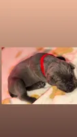 Red , a female Cane Corso for sale in Muscatine, IA – 2 of 3