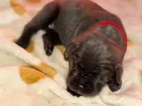 Red , a female Cane Corso for sale in Muscatine, IA – 1 of 3