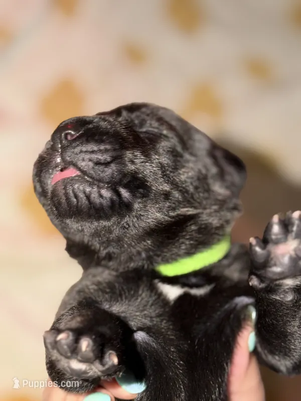 Green  – Cane Corso puppy for sale in Muscatine, IA