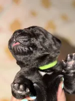Green , a male Cane Corso for sale in Muscatine, IA – 1 of 4