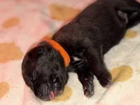 Orange , a female Cane Corso for sale in Muscatine, IA – 2 of 2