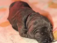 Black , a female Cane Corso for sale in Muscatine, IA – 6 of 6