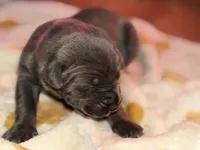 Bright pink , a female Cane Corso for sale in Muscatine, IA – 3 of 3