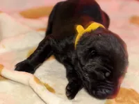 Yellow, a female Cane Corso for sale in Muscatine, IA – 1 of 2