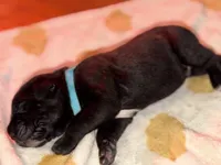 Light blue, a male Cane Corso for sale in Muscatine, IA – 2 of 3