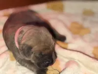 Light pink , a female Cane Corso for sale in Muscatine, IA – 4 of 4