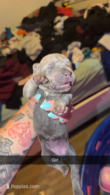 No name 4 – Cane Corso puppy for sale in Muscatine, IA