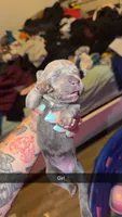 No name 4, a female Cane Corso for sale in Muscatine, IA – 1 of 1