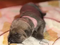 Light pink , a female Cane Corso for sale in Muscatine, IA – 3 of 4