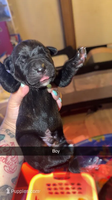 No name  – Cane Corso puppy for sale in Muscatine, IA