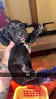 No name , a male Cane Corso for sale in Muscatine, IA – 1 of 1