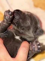 Black , a female Cane Corso for sale in Muscatine, IA – 3 of 6