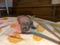 White puppy , a female Cane Corso for sale in Muscatine, IA – 3 of 3