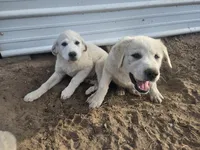 Sarge, a male Great Pyrenees for sale in Pittsburg, TX – Photo 7 of 9