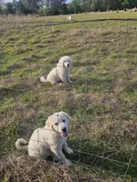 Sarge, a male Great Pyrenees for sale in Pittsburg, TX – Photo 9 of 9