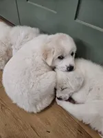 Sarge, a male Great Pyrenees for sale in Pittsburg, TX – Photo 5 of 9