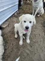 Sarge, a male Great Pyrenees for sale in Pittsburg, TX – Photo 3 of 9