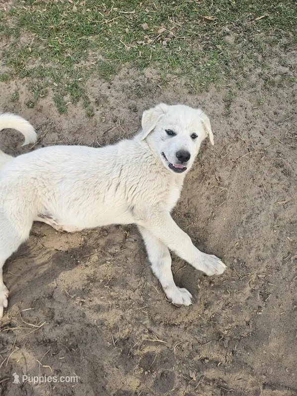 Sarge – Great Pyrenees puppy for sale in Pittsburg, TX