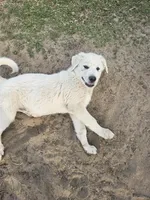 Sarge, a male Great Pyrenees for sale in Pittsburg, TX – Photo 1 of 9