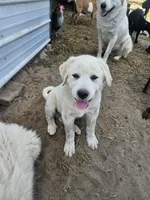Sarge, a male Great Pyrenees for sale in Pittsburg, TX – Photo 4 of 9