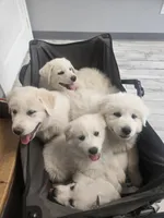 Sarge, a male Great Pyrenees for sale in Pittsburg, TX – Photo 2 of 9