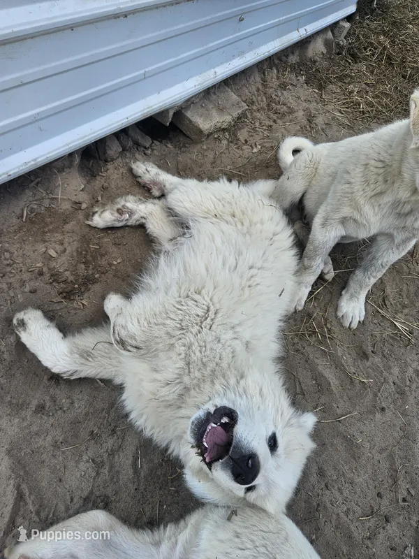 Titus – Great Pyrenees puppy for sale in Pittsburg, TX