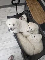 Titus, a male Great Pyrenees for sale in Pittsburg, TX – Photo 6 of 8