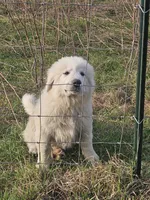 Titus, a male Great Pyrenees for sale in Pittsburg, TX – Photo 2 of 8
