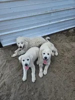 Titus, a male Great Pyrenees for sale in Pittsburg, TX – Photo 4 of 8