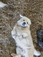 Titus, a male Great Pyrenees for sale in Pittsburg, TX – Photo 5 of 8