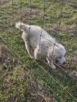 Titus, a male Great Pyrenees for sale in Pittsburg, TX – Photo 7 of 8