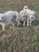 Titus, a male Great Pyrenees for sale in Pittsburg, TX – Photo 8 of 8