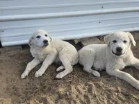 Ranger, a male Great Pyrenees for sale in Pittsburg, TX – Photo 6 of 8