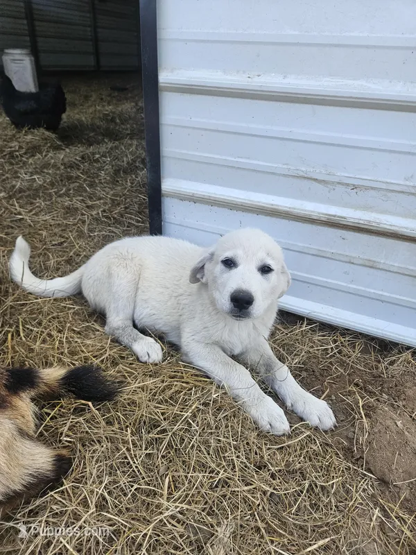 Ranger – Great Pyrenees puppy for sale in Pittsburg, TX