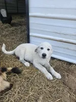 Ranger, a male Great Pyrenees for sale in Pittsburg, TX – Photo 1 of 8
