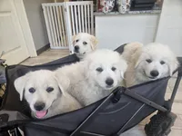 Ranger, a male Great Pyrenees for sale in Pittsburg, TX – Photo 3 of 8