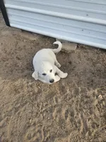 Ranger, a male Great Pyrenees for sale in Pittsburg, TX – Photo 7 of 8