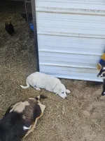 Ranger, a male Great Pyrenees for sale in Pittsburg, TX – Photo 2 of 8