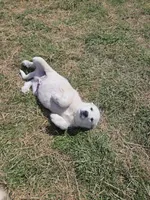 Ranger, a male Great Pyrenees for sale in Pittsburg, TX – Photo 5 of 8