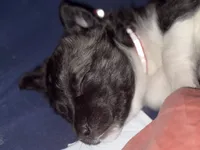 processed/101c3ed9-e6b1-4c49-b80c-9aaf1d555351/listing/11a12b49-aee5-4dd5-a96d-58a31697d971/87d9693e-c71f-44b5-994f-7fd3ddf91c16