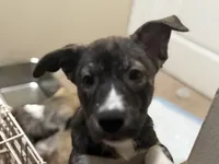 processed/101c3ed9-e6b1-4c49-b80c-9aaf1d555351/listing/d9073926-1d14-4770-ab94-af0b6f9a0667/69069614-4d54-4a18-991d-58c2bb9c9f3b