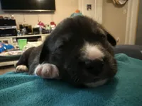 processed/101c3ed9-e6b1-4c49-b80c-9aaf1d555351/listing/d9073926-1d14-4770-ab94-af0b6f9a0667/efa8220f-9956-4466-b47c-fd481d565f1d