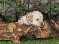 Hot Stuff, a female Miniature Schnauzer for sale in Granbury, TX – 6 of 6