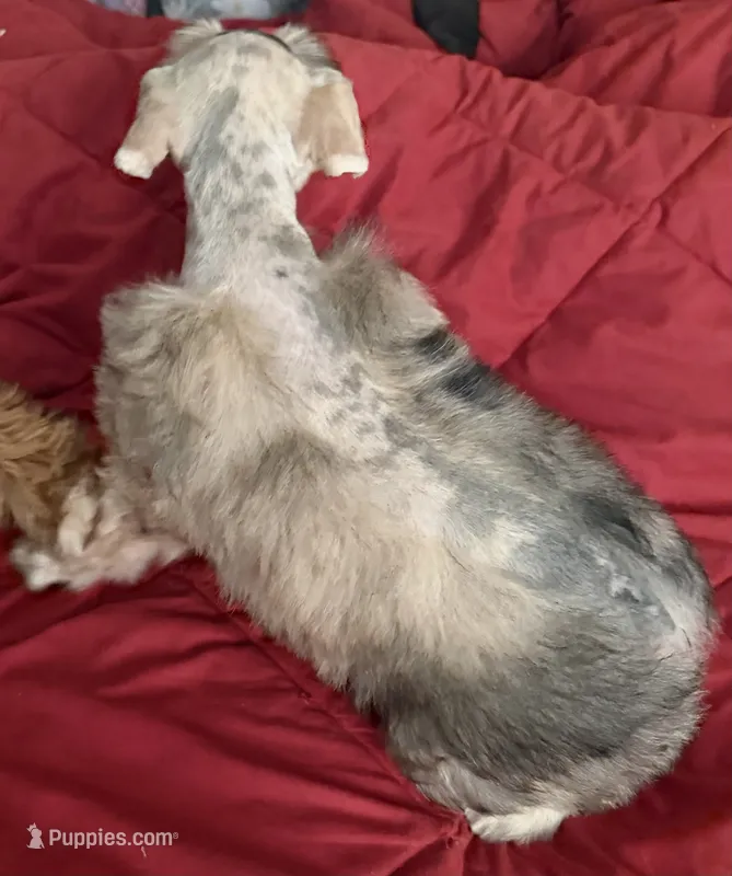 Forrest – Miniature Schnauzer puppy for sale in Granbury, TX