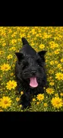 Annie, a female Miniature Schnauzer for sale in Granbury, TX – 2 of 6