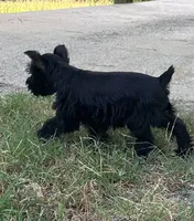 Annie, a female Miniature Schnauzer for sale in Granbury, TX – 6 of 6