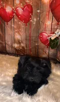 Knight Rider, a male Miniature Schnauzer for sale in Granbury, TX – 3 of 6