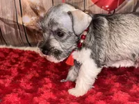 Kia, a female Miniature Schnauzer for sale in Granbury, TX – 4 of 8