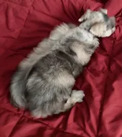 Forrest, a male Miniature Schnauzer for sale in Granbury, TX – 3 of 7