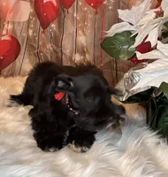 Star, a female Miniature Schnauzer for sale in Granbury, TX – 2 of 6